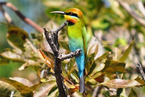 Corroboree Wetland Cruise