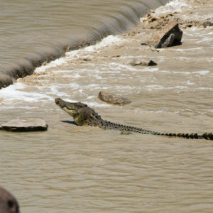 Saltwater Crocodile waiting for a feed at Cahills Crossing on the Guluyambi Cultural Cruise