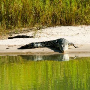 Saltwater Crocodile Guluyambi Cultural Cruise Kakadu