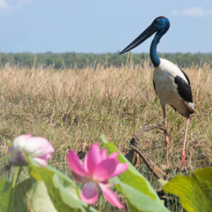 Best 1 Day Kakadu Tours from Darwin