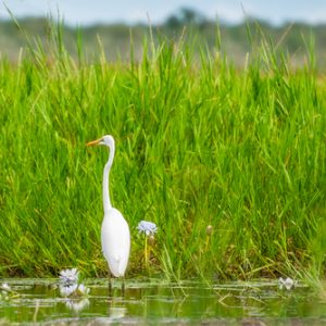 Corroboree Wetlands