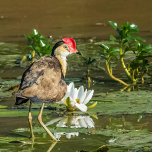 Jacana (lily trotter) at Yellow Water Billabong on the 4 Day Kakadu and Arnhem Land Tour.